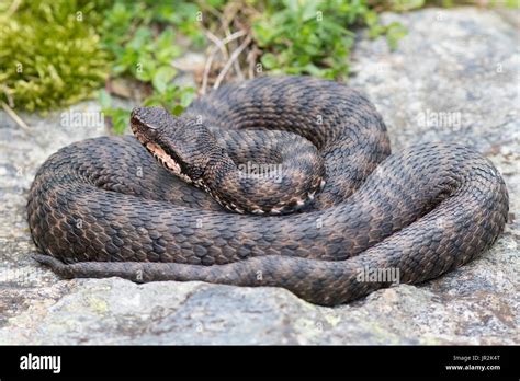  Vipera! Tutustu 14. Vuosisadan Italian Kansanperinteeseen ja Sen Mystisiin Viisauksiin!